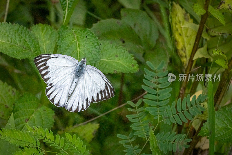 普通海鸥，Cepora nerissa，粉蝶科，Appias。